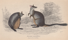 Macropus Pencillatus (Wallaby)